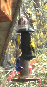 Goldfinches on hanging feeders